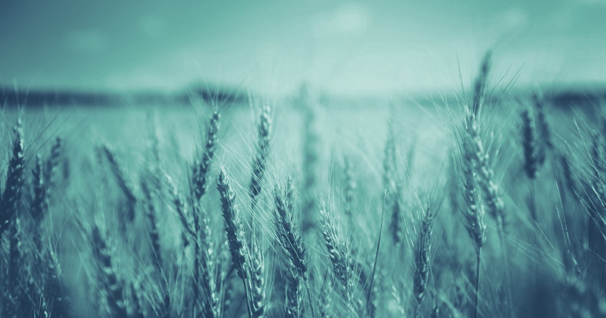 Gluten Challenge Fact Sheet