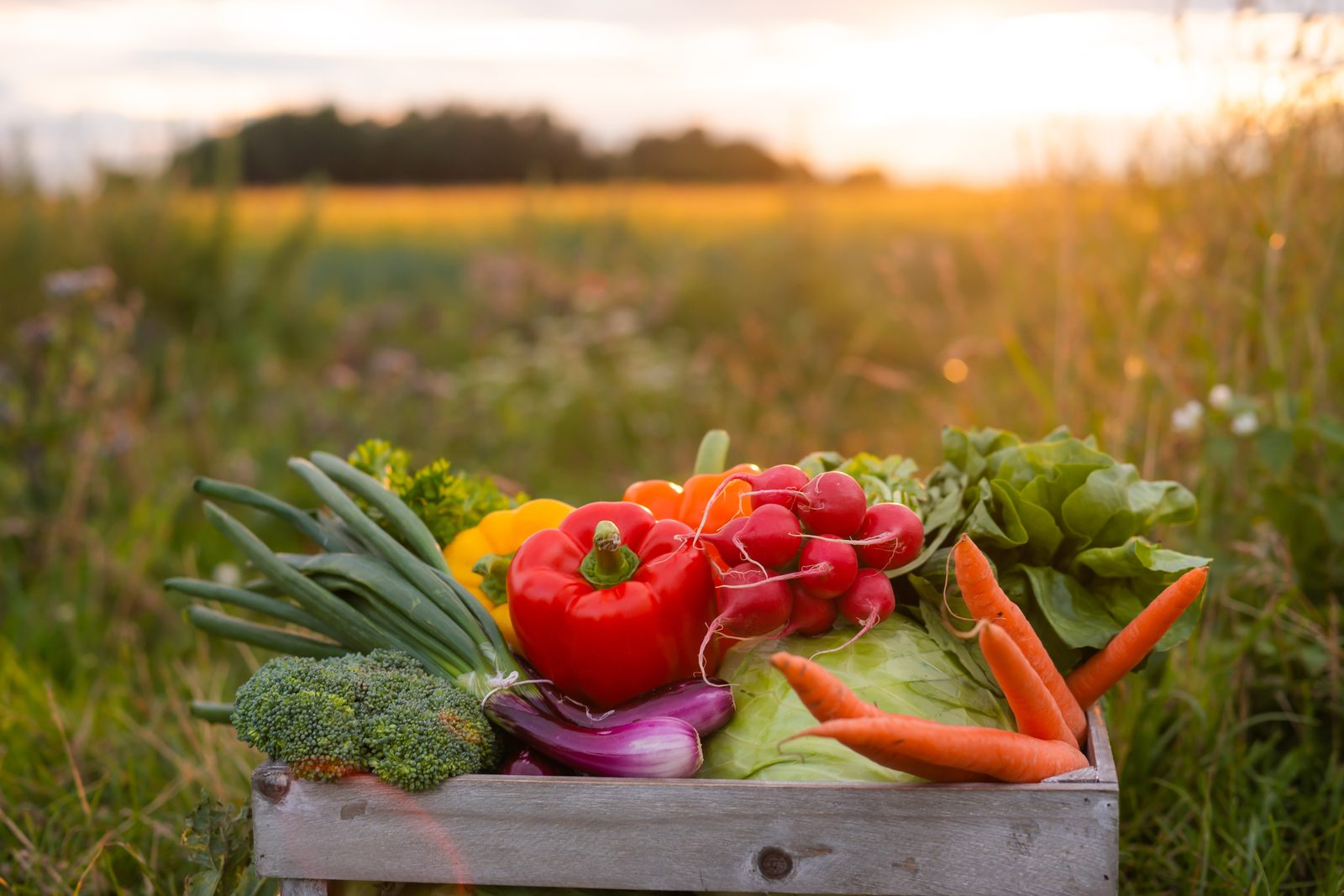 Your Complete Guide to Microbiome Testing