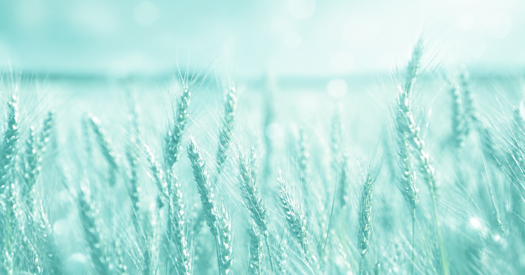 Gluten Challenge Fact Sheet