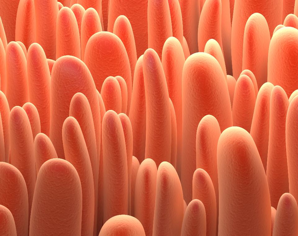 Intestinal Permeability