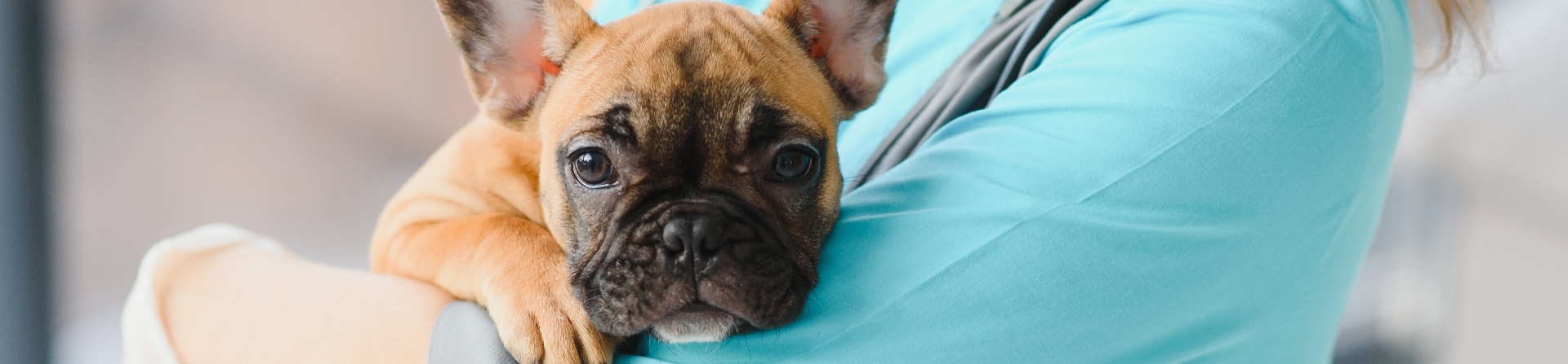 frenchie vet blog banner
