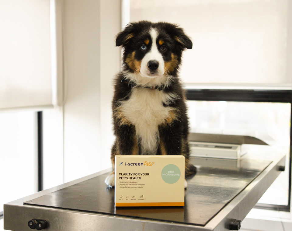 Microbiome Screen – Dogs 1