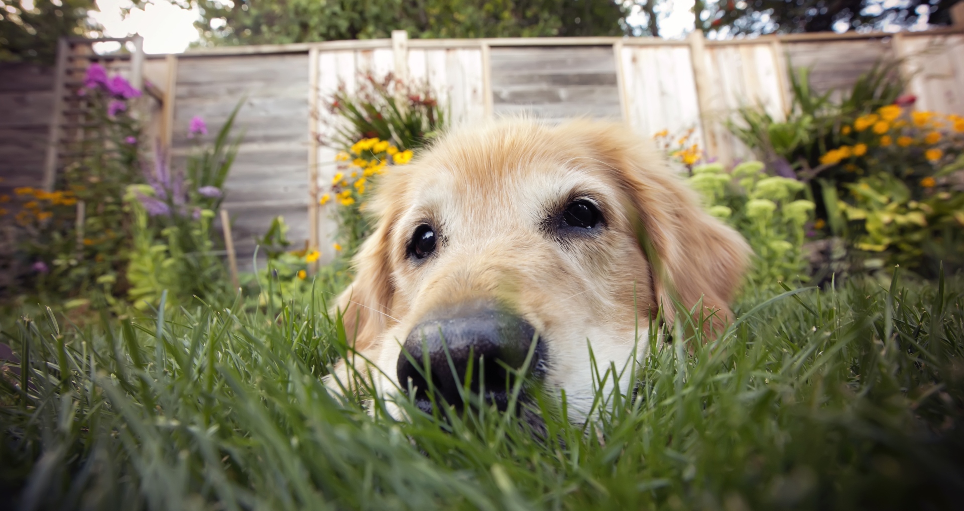 dog_flowers_banner