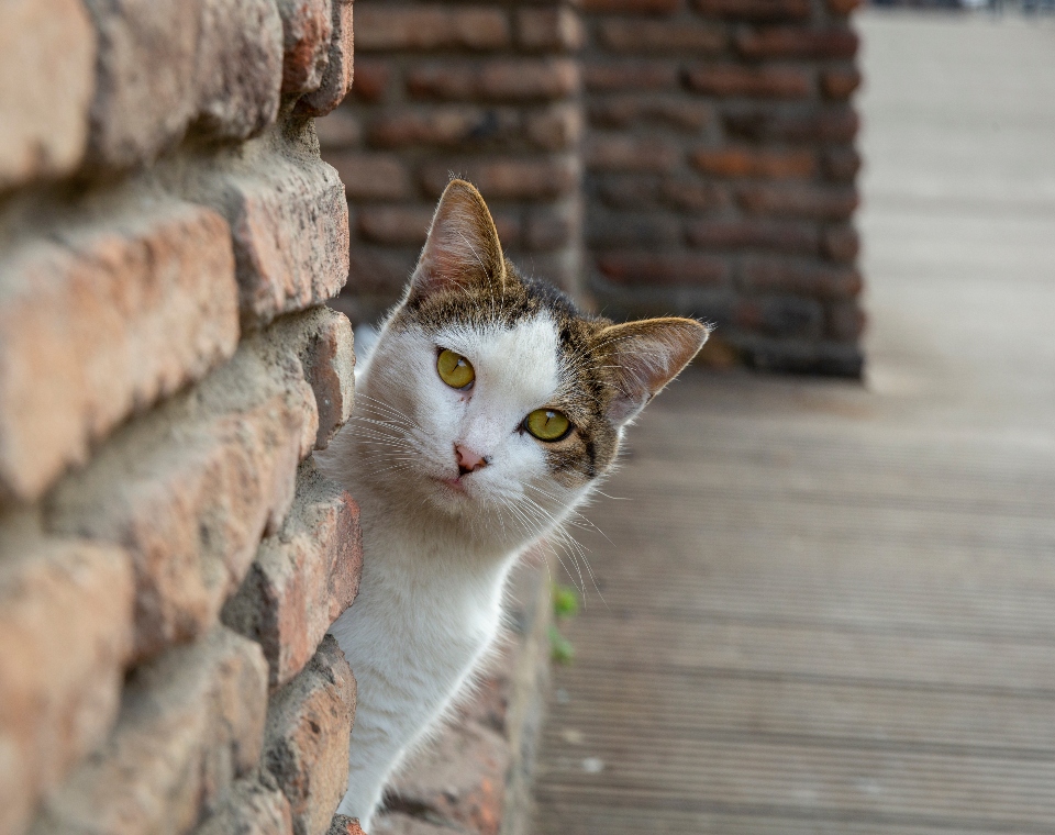 cat_blog