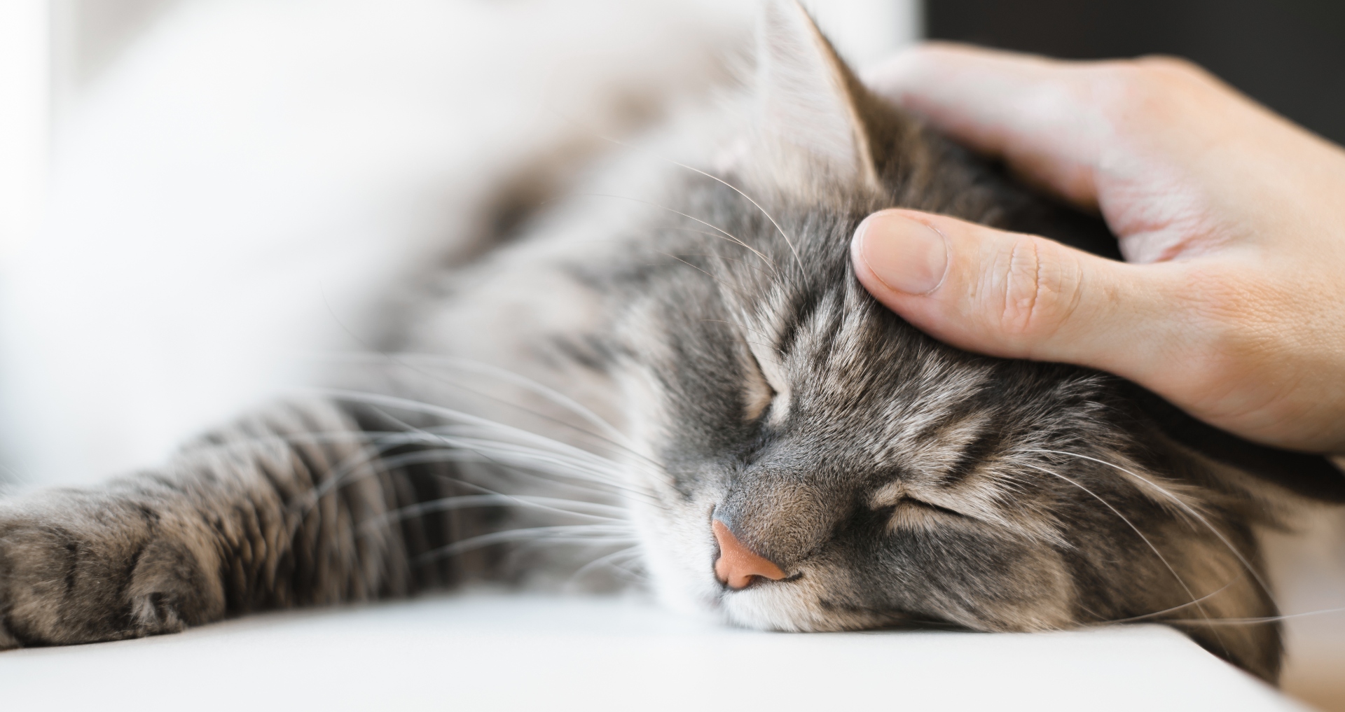 cat_stroke_banner