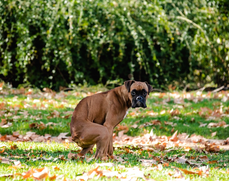 dog_featured_960x760